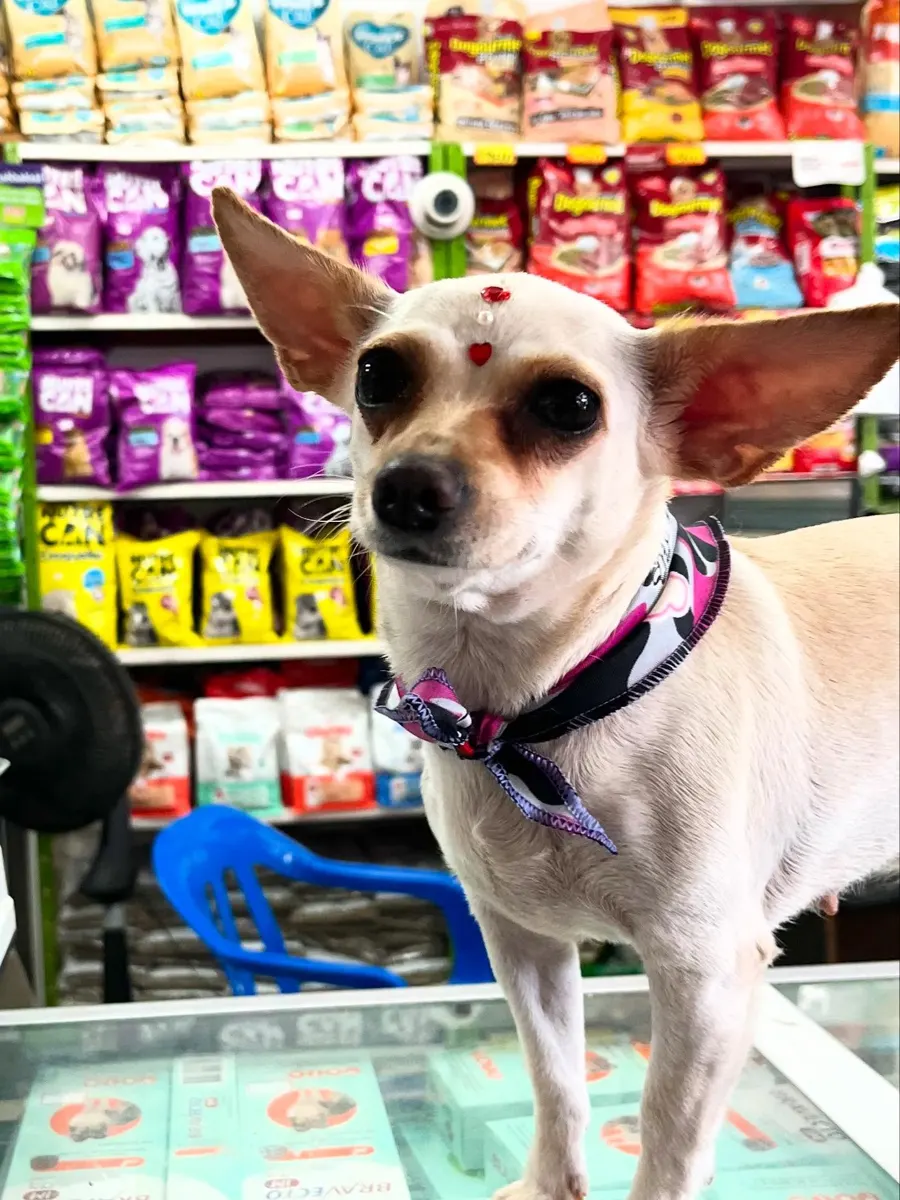 Perrita chihuahua con pañuelo en el almacén, rodeada de alimentos y accesorios